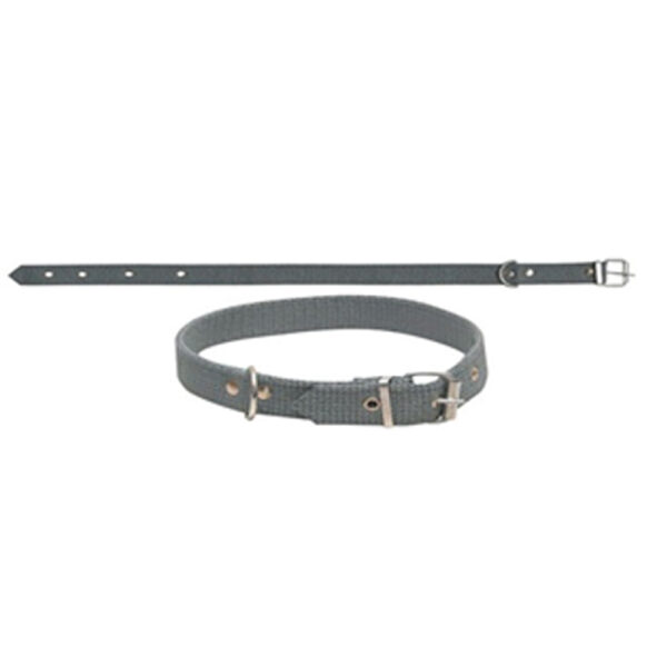 Kolon Köpek Tasmaları