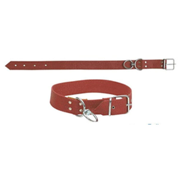 Kolon Köpek Tasmaları